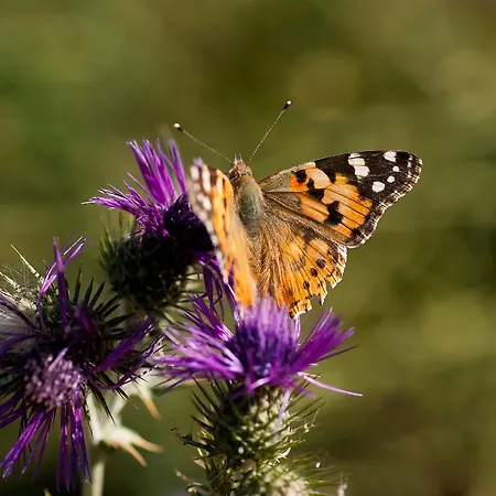 Wecamp Reserva Alecrim Casa de Campo Santiago do Cacém