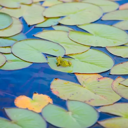 Летний дом Wecamp Reserva Alecrim